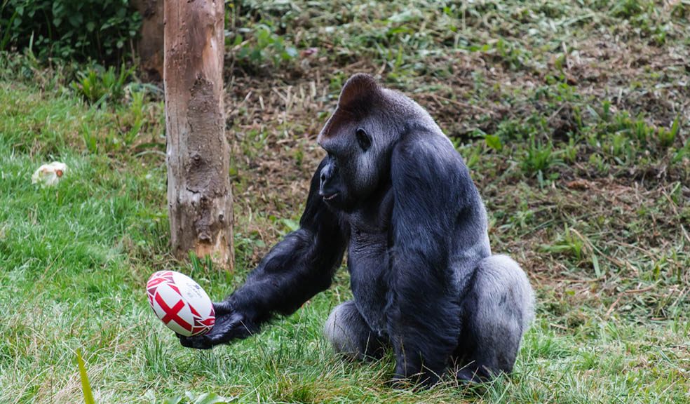 Zoo gorilla plays ball The Exeter Daily